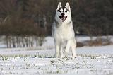 SIBERIAN HUSKY 463